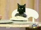 Spaghetti Cat