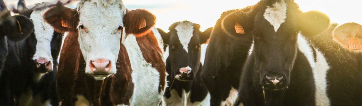 Mad Cow Update