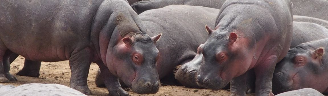 Hippo News