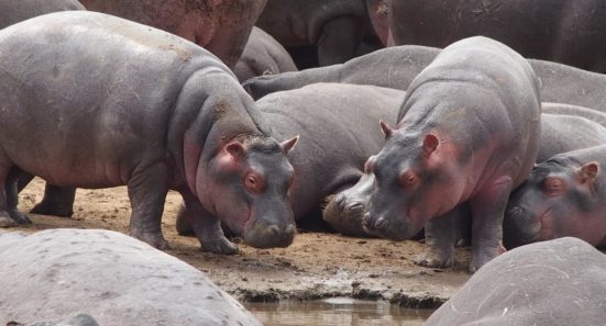 I Want a Pet Hippo!