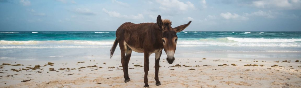 Invisible Donkey Removal