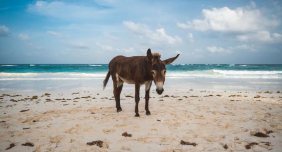 Invisible Donkey Removal