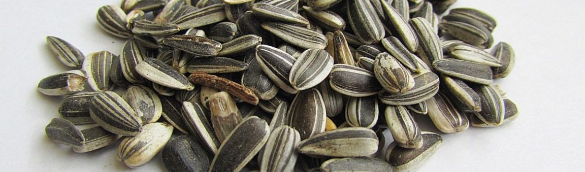 Beer-Baked Sunflower Seeds