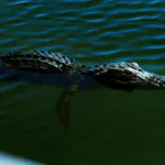 photo of an alligator