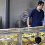 Gorilla Sales Skyrocket After Latest Gorilla Attack