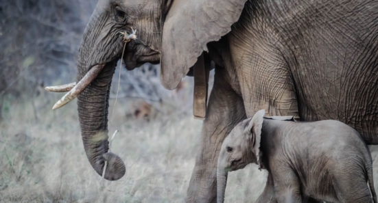elephants