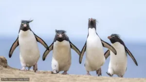 penguins