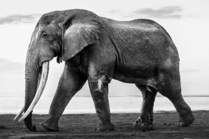 Elephant - johansiggesson.com